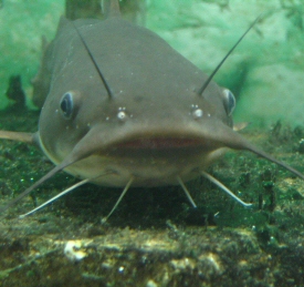 Catfish Catfish