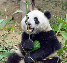 Panda bear eating Panda bear eating