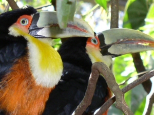 Toucans Toucans