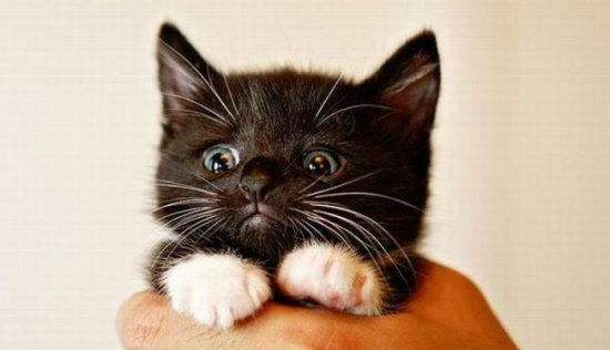 Sad Kitten Sad Kitten