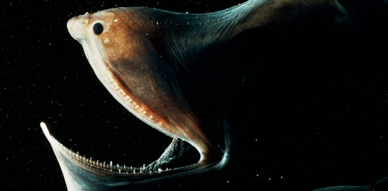 Gulper Eel Gulper Eel